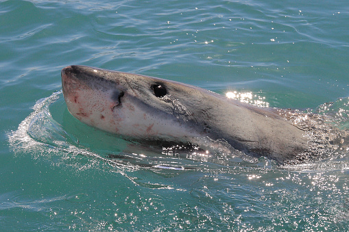 close-up of great white shark, Carcharodon carcharias, surfacing in Mossel Bay, South Africa; eye, nostril and ampullae of Lorenzini can be observed clearly
