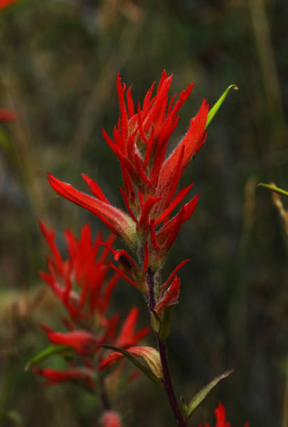 istock Indian Paint Brush Flower 1341321887