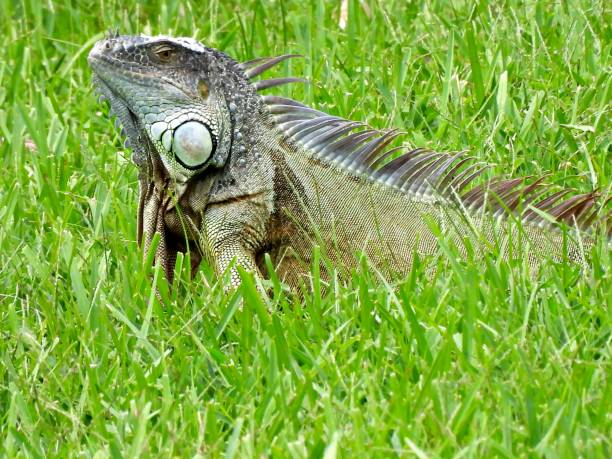istock Green Iguana (Iguana iguana)  resting in the grass 1341322099