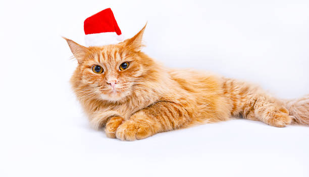 istock A Red Cat in a Christmas hat on a white background 1341322149