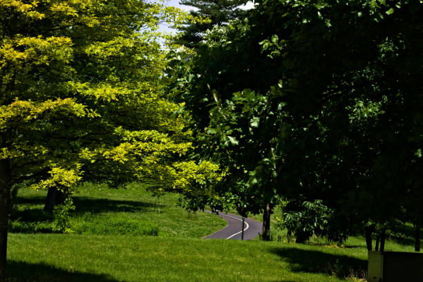 istock A Curved Road in the Lush Green Park 1341322305