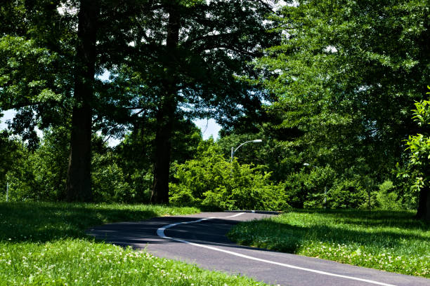 istock A Curved Road in the Lush Green Park 1341322327