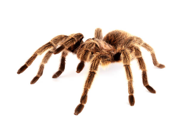 istock Chilean Rose Hair Tarantula against a white background. 1341323050