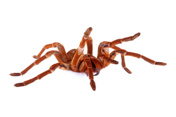 istock Goliath Birdeater Tarantula against a white background. 1341323567
