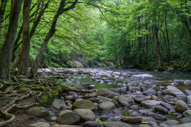 istock Low creek bed with smooth stones and exposed tree roots, green canopy overhead 1341323818