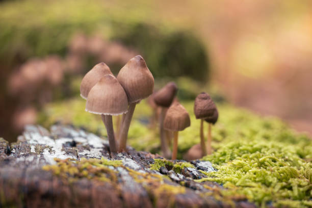 psilocybe bohemica mushrooms in the autumn forest among fallen leaves - magic mushroom imagens e fotografias de stock