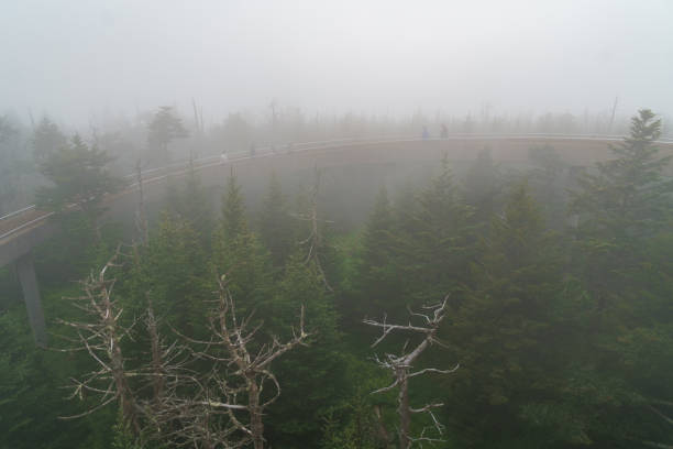 istock Curving elevated walkway at Clingmans Dome. With dense fog, pines, and dead trees. 1341324105