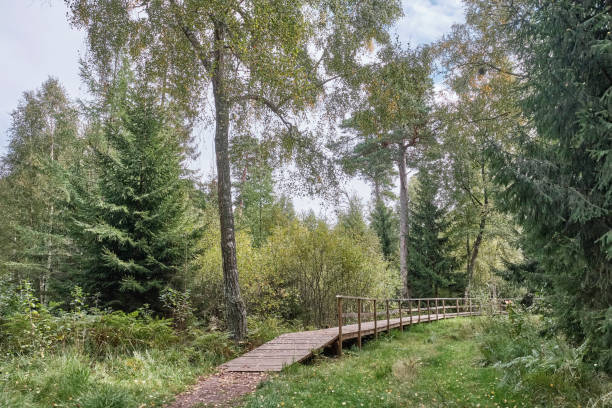 istock Wooden flooring with railing in mixed autumn forest, ecological trail 1341324175