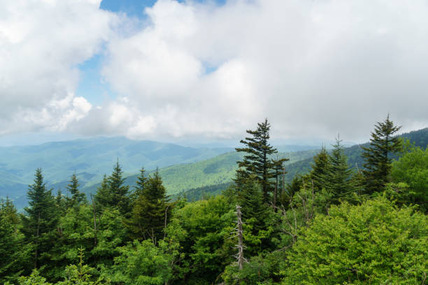 istock Pine forest on a mountainside with distant hills, in the Smokies 1341325002