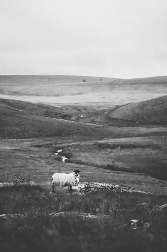 Ram, black and white. Dartmoor