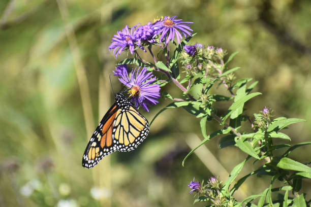 istock Monarch on Wild Purple Asters 1341325542