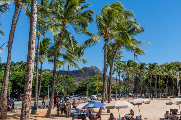 malerische aussicht auf den strand von waikiki an einem schönen sonnigen tag, oahu, hawaii - tree wind palm tree hawaii islands stock-fotos und bilder