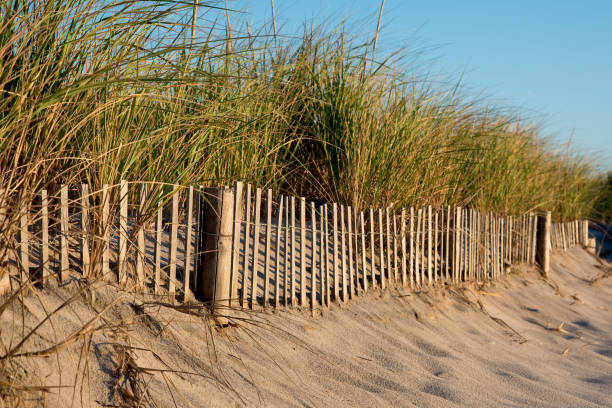 istock Sand dune fence and reeds at dawn 1341326186