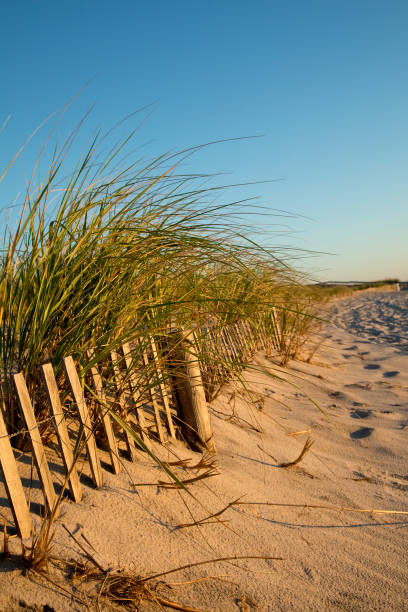 sanddünenzaun frühmorgens sommer sonnenaufgang - sand sea oat grass beach sand dune stock-fotos und bilder