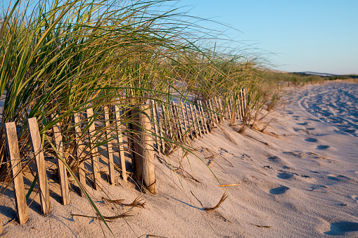 Flowering grass bushes on a sandy beach on the Baltic Sea coast in the village of Yantarny, Kaliningrad region, Russia