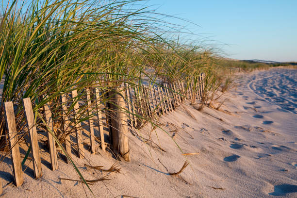 sand dune fence summer sunrise - sand sea oat grass beach sand dune imagens e fotografias de stock