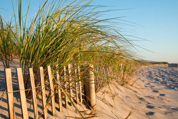 sanddünenzaun sonnenaufgang im sommer - sand sea oat grass beach sand dune stock-fotos und bilder