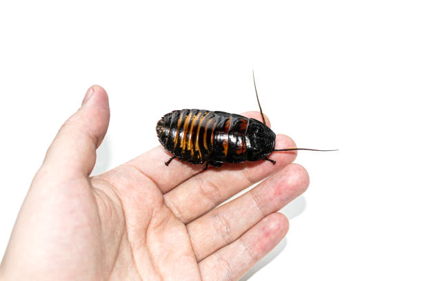 istock Beautiful huge Madagascar Hissing Cockroach crawls on human hand 1341326576