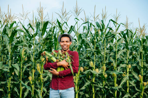 istock cheerful young black farmer man looking at camera and gathering corn on field. 1341326788