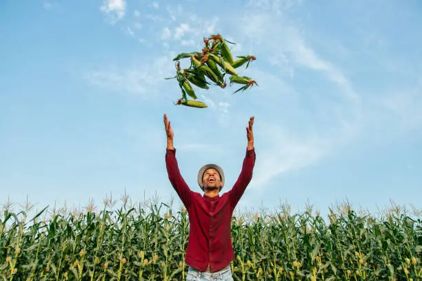 Photo of African American farmer throws corn cobs up.
