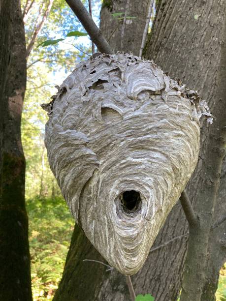 istock Inactive bee or wasp hive in nature. 1341327539