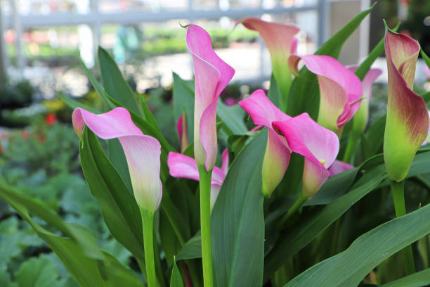 istock Delicate pink and white flower on a Calla Lilly 1341328988