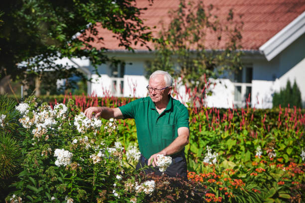 istock Senior man working in the garden 1341328996