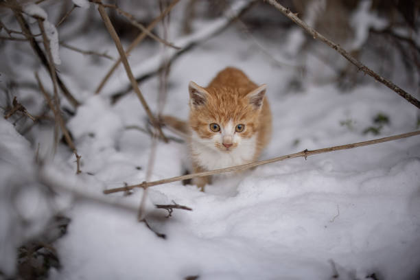 Little kitten standing on snow in nature stock photo