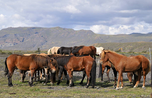 Horses stock photo