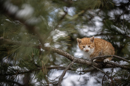 Cute kitten standing high on tree branch