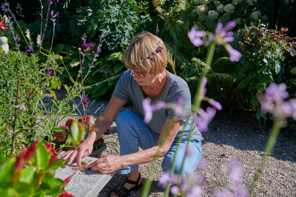 istock Picking some seeds for next years flowers 1341332431