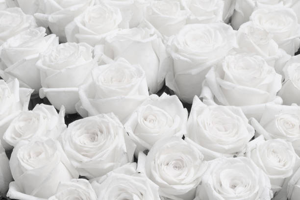 istock White Rose Background, Wedding invitation White roses 1341332864
