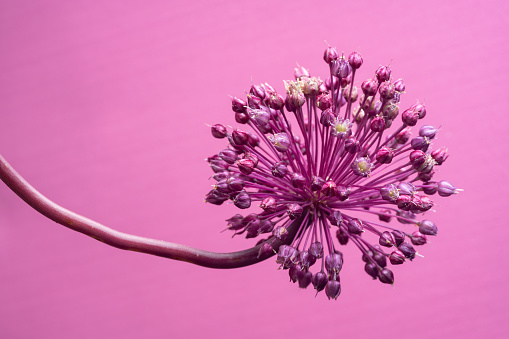 Macro photo of allium onion flower on red background. No people are seen in frame. Shot in studio with a full frame mirrorless camera and a macro lens.