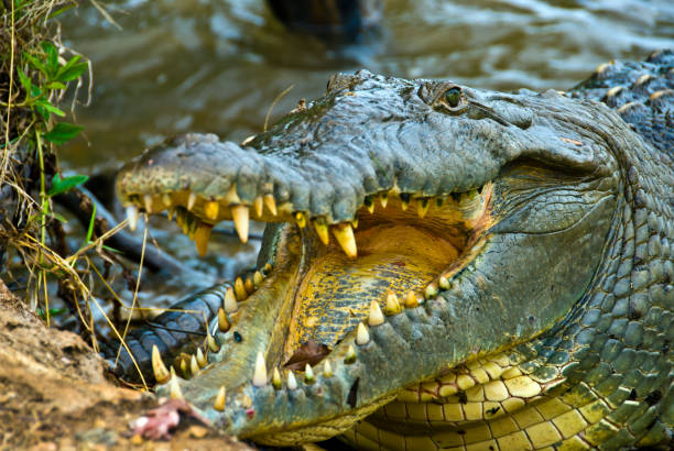 istock Panama, Coiba Marine Park 1341333715