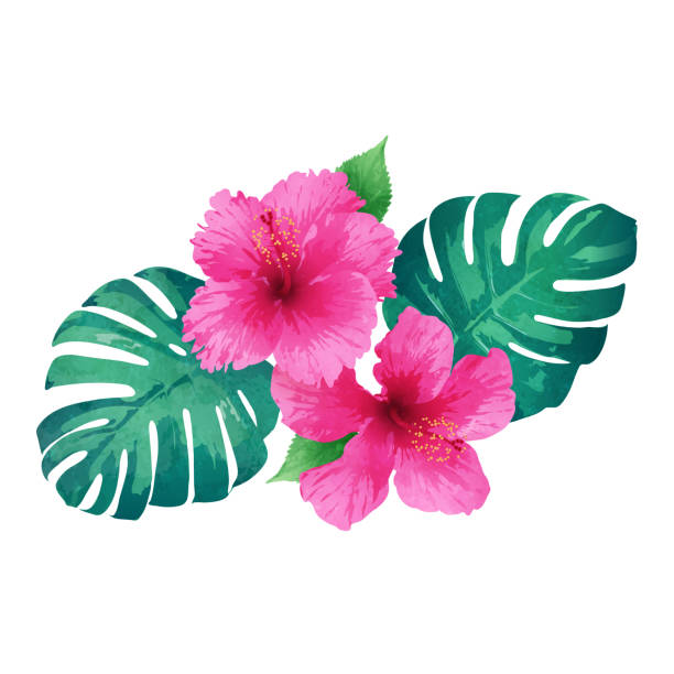 istock Vector pink hibiscus flower with tropical leaf  arrangement isolated on white background 1341333762