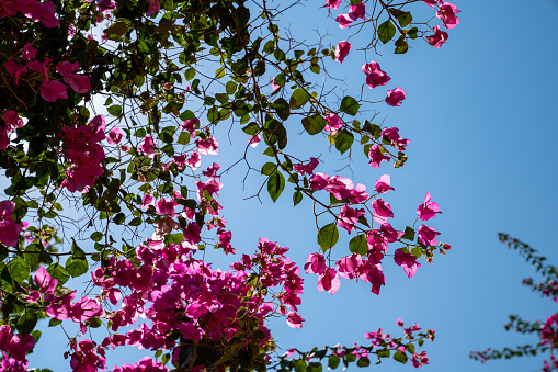 Photo of purple bougainvillea flowers on clear blue sky. Shot with a full frame mirrorless camera. No people are seen in frame.