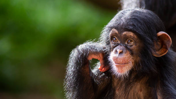 Cute baby chimpanzee portrait close up of a cute baby chimpanzee being happy ape stock pictures, royalty-free photos & images
