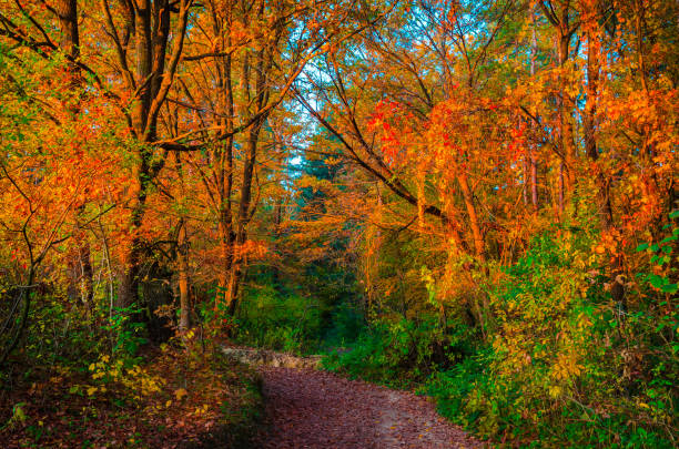 istock Beautiful autumn forest with golden leaves. Fall landscape 1341342591