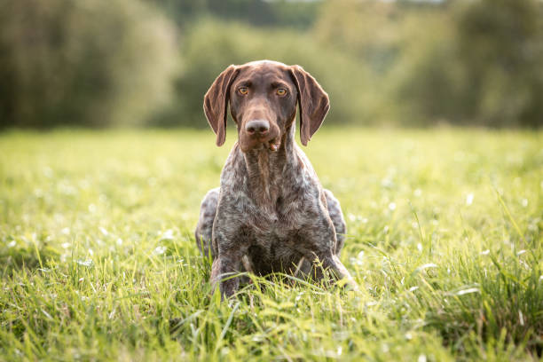 istock Cute shorthaired pointer lies in green grass 1341343486
