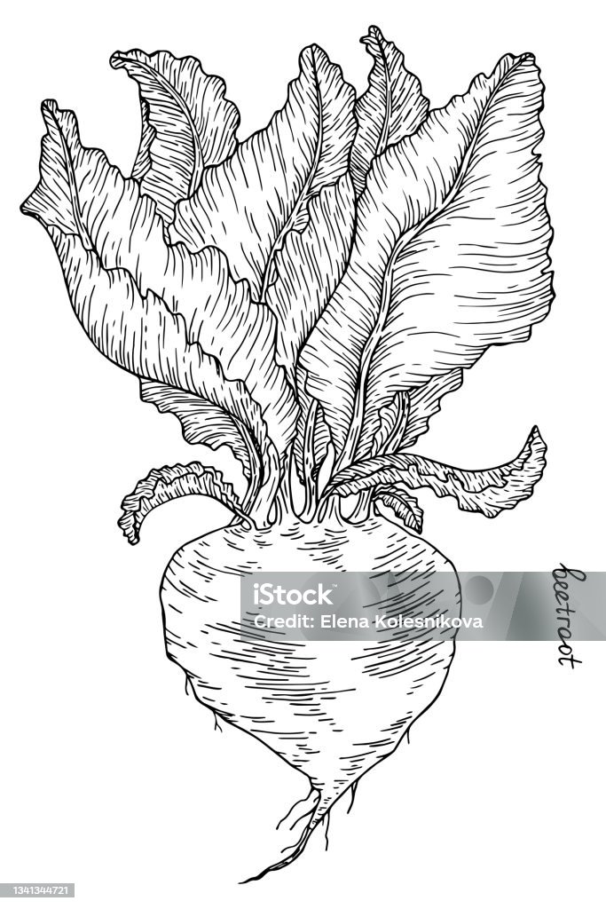 Beetroot Lettering Vegetable Botanical Drawing Outline Beetroot With Lettering ...