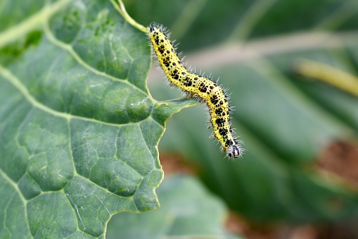 yellow and black cabbage worm on a green leaf