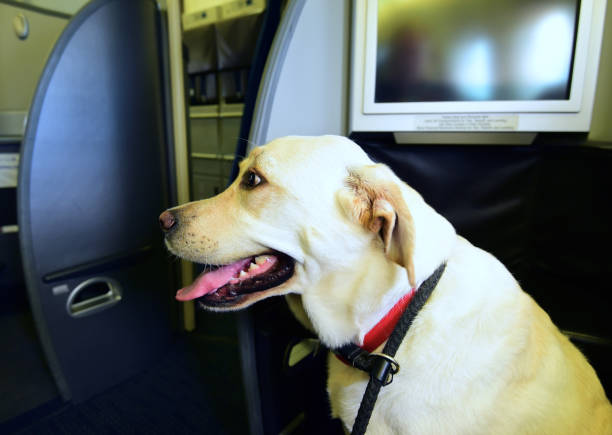 istock Service Dog Flying on an Airplane 1341346124