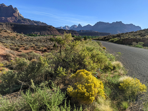 Wild Rabbit Bush or Chemise brush with yellow flowers along ranch fence with Zion National Park in the background in late summer