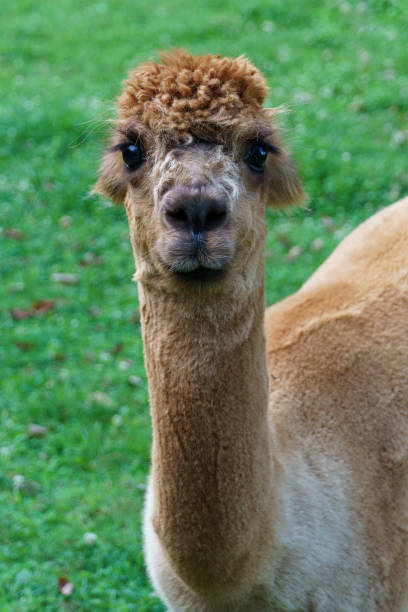 istock Beautiful llama with kind eyes staring directly at the camera 1341346294