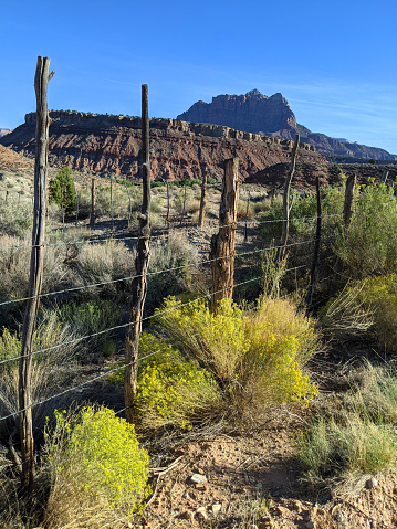 Wild Rabbit Bush or Chemise brush with yellow flowers along ranch fence with Zion National Park in the background in late summer