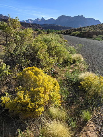 Wild Rabbit Bush or Chemise brush with yellow flowers along ranch fence with Zion National Park in the background in late summer