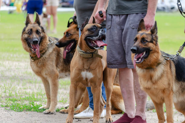 gros chiens bruns avec leurs propriétaires en laisse à l’extérieur. shep allemand - german shepherd police security alertness photos et images de collection