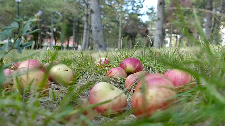 Apples Falling to the Ground