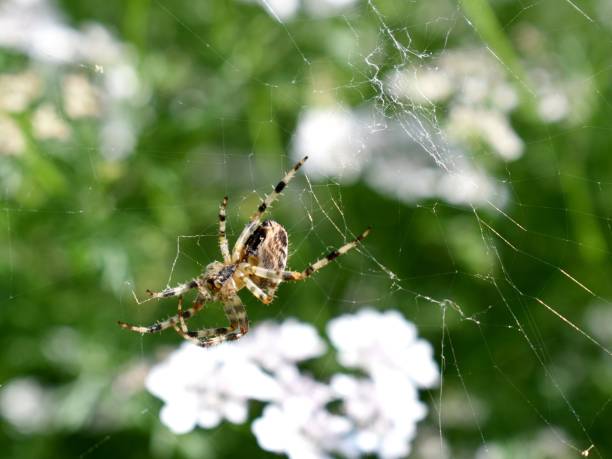 istock Araneus diadematus 1341351525