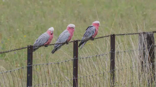 three galahs perched on a wire fence at glen davis in nsw, australia